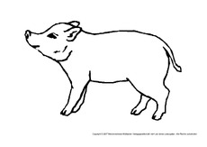 Schwein.pdf